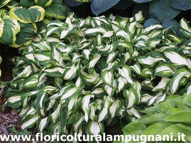Hosta Undulata Univittata