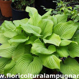 Hosta Fried Bananas