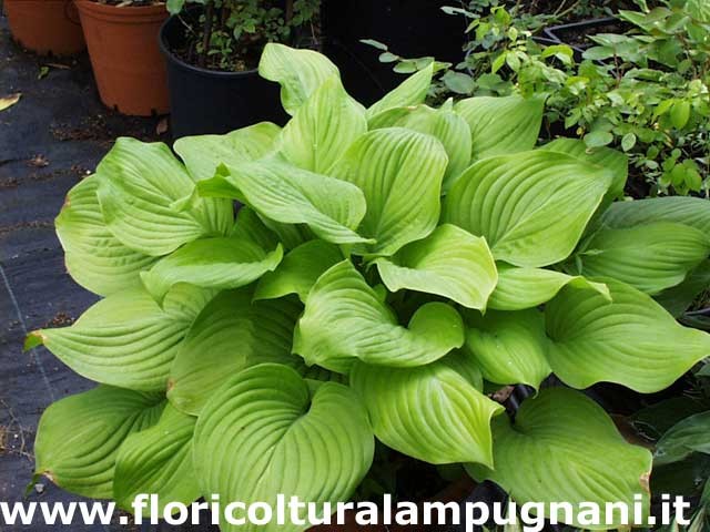 Hosta Fried Bananas