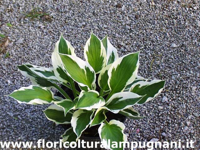 Hosta Patriot