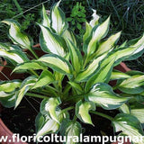 Hosta Mary Marie Ann