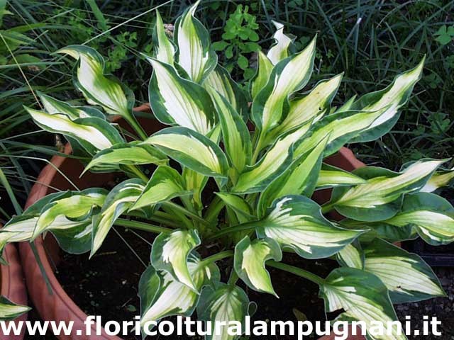 Hosta Mary Marie Ann