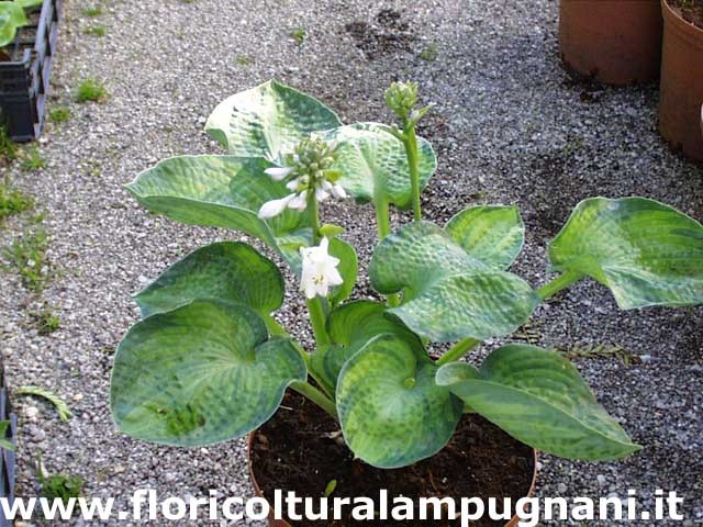 Hosta Blue bird