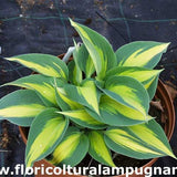 Hosta Paradise joyce