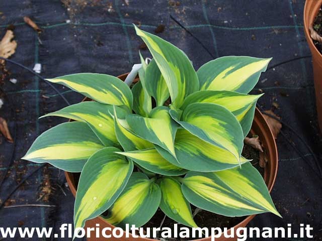 Hosta Paradise joyce