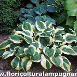 Hosta Carnival