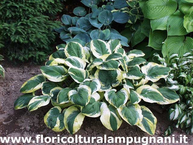 Hosta Carnival