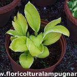 Hosta St. Elmo's fire