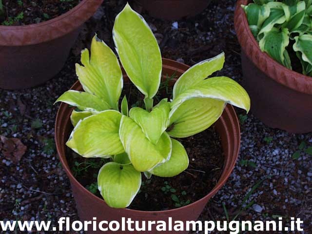 Hosta St. Elmo's fire