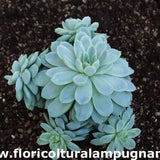 Echeveria Elegans