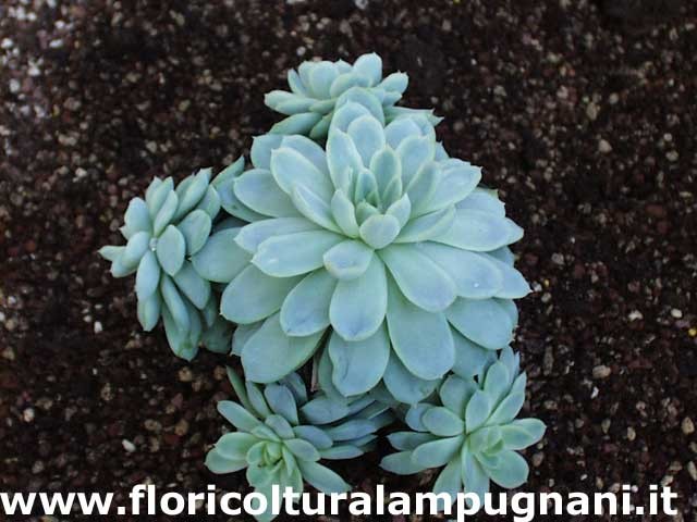 Echeveria Elegans