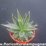 Agave Horrida Perotensis cm. 10