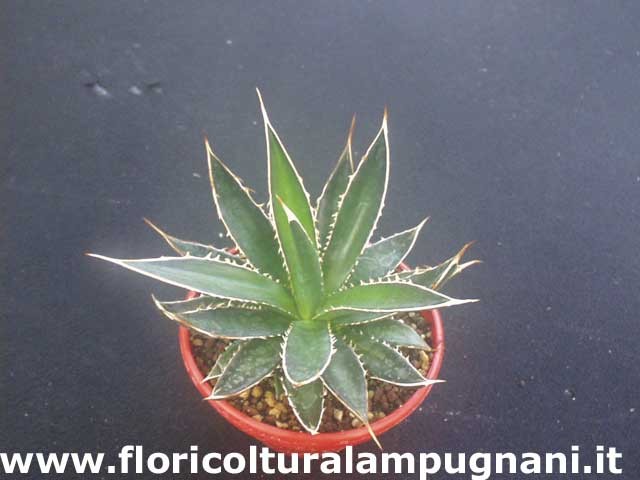 Agave Horrida Perotensis cm. 10