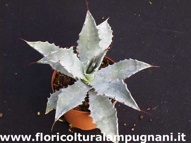 Agave Shrevei