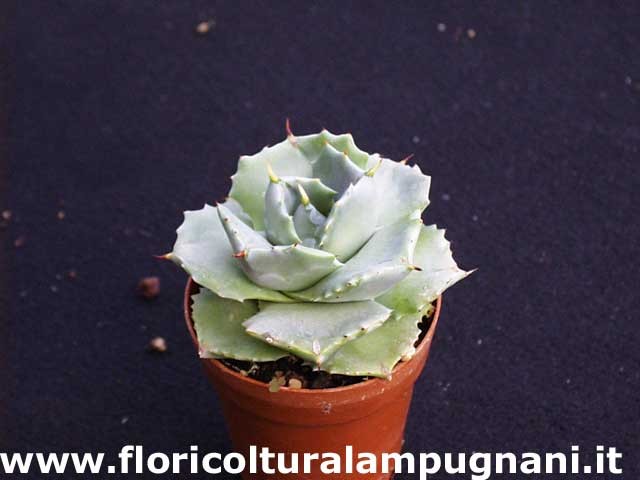 Agave isthmensis 'Ohi Raijin