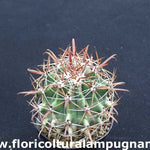 Ferocactus Santamaria (super)