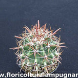 Ferocactus Santamaria (super)