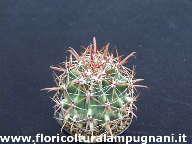Ferocactus Santamaria (super)