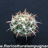Ferocactus Viridescens