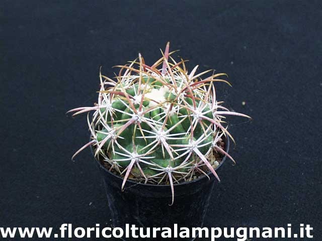 Ferocactus Viridescens