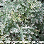Pelargonium Lady Playmouth vaso 10 profumato