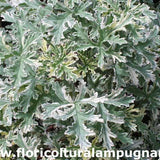 Pelargonium Lady Playmouth vaso 10 profumato