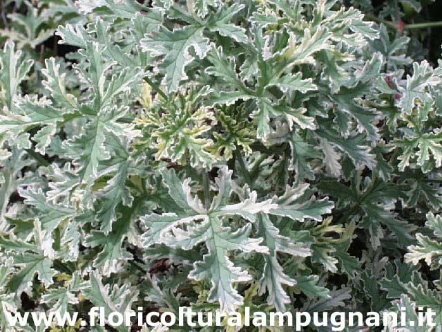 Pelargonium Lady Playmouth vaso 10 profumato