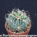 Ferocactus macrodiscus