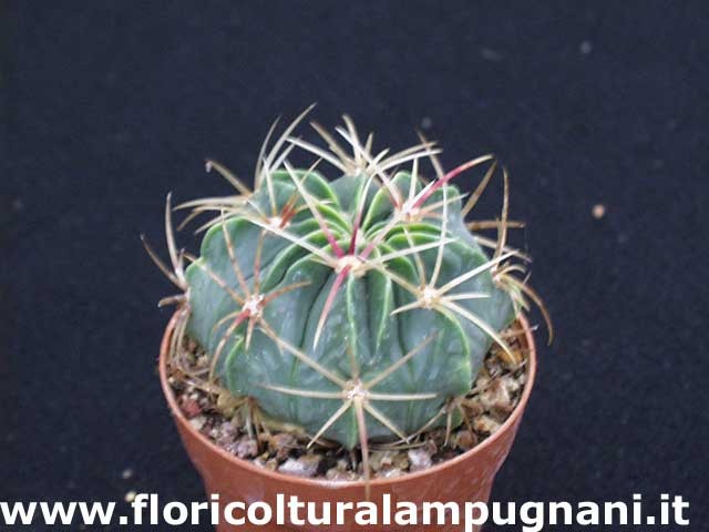 Ferocactus macrodiscus