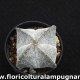 Astrophytum Myriostigma v.Quadricostatum
