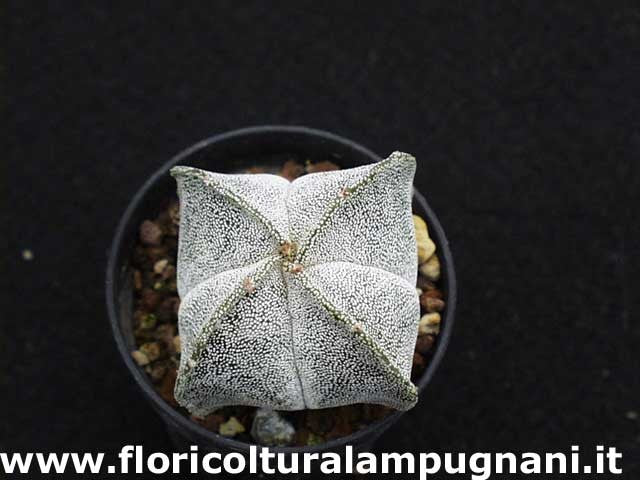 Astrophytum Myriostigma v.Quadricostatum