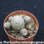 Rebutia Heliosa heliosa