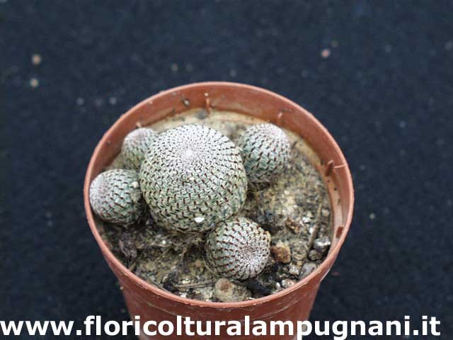 Rebutia Heliosa heliosa