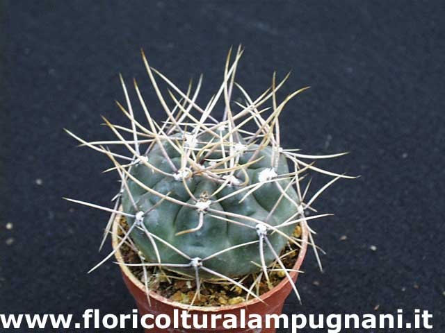 Gymnocalycium Gibbosum Nobile