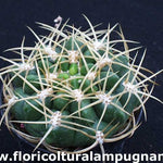 Gymnocalycium monvillei p. 12 sierra tulumba