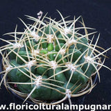Gymnocalycium monvillei p. 12 sierra tulumba