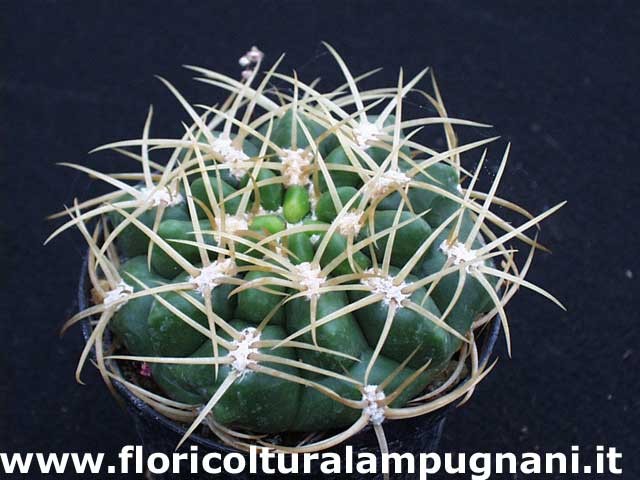 Gymnocalycium monvillei p. 12 sierra tulumba