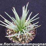 Agave Echinoides