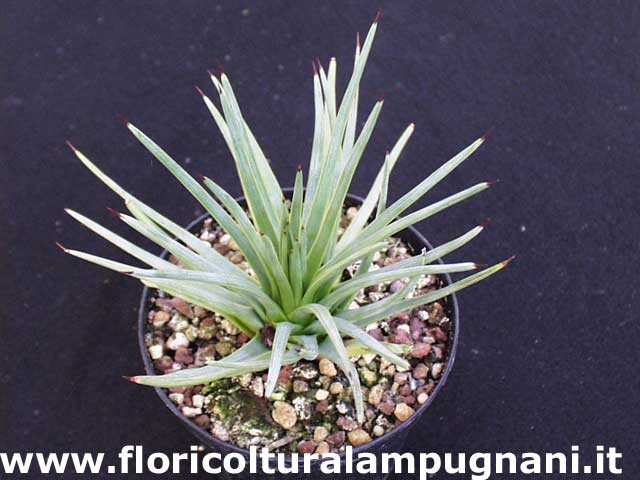 Agave Echinoides