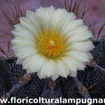 Astrophytum ornatum