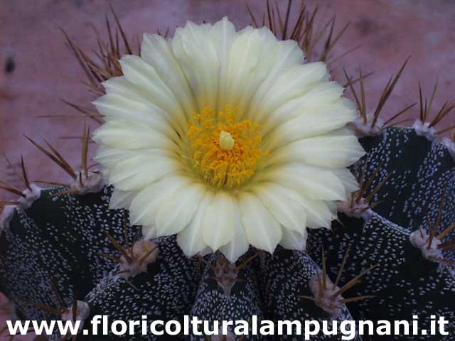 Astrophytum ornatum
