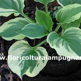 Hosta Ventricosa Aureomarginata