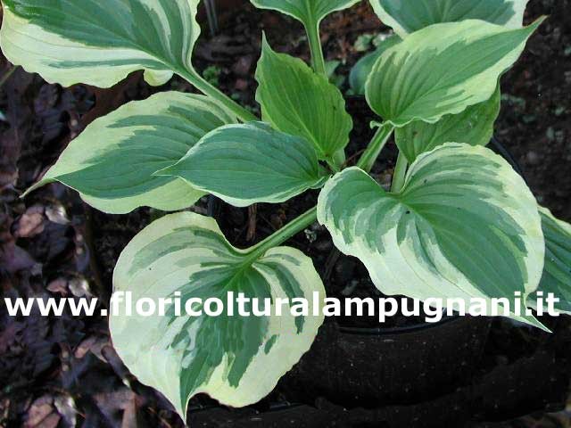 Hosta Ventricosa Aureomarginata