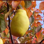 Pseudocydonia Sinensis vaso 9 adatta anche per bonsai