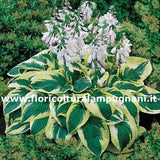 Hosta Wide Brim in vaso 9
