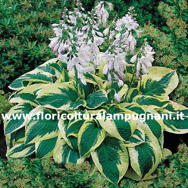 Hosta Wide Brim in vaso 9