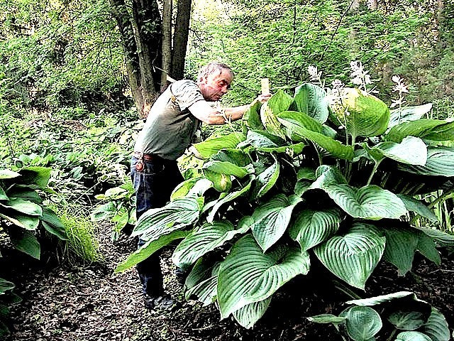 Hosta Empress wu