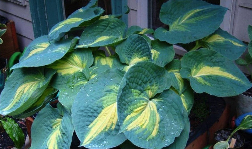 Hosta Dream Weaver