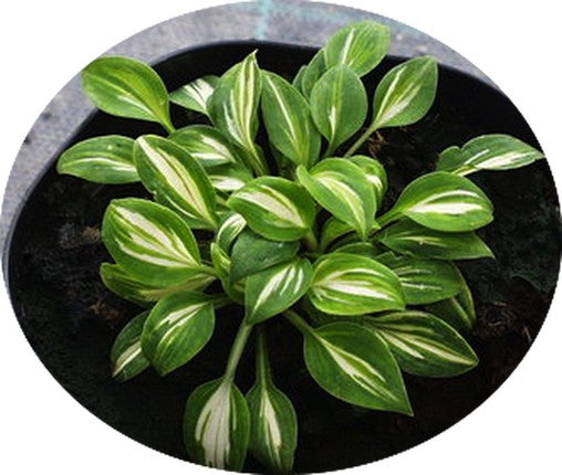 HOSTA PANDORA BOX