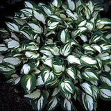 HOSTA PANDORA BOX